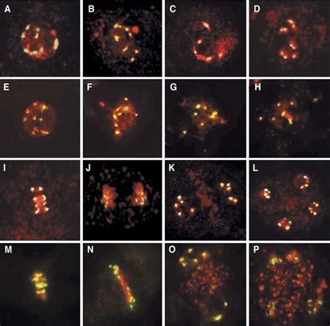 Fish Using A Centromere Dna Probe In Wild Type A D I L And