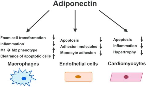 Cardiovascular protection by adiponectin | Download Scientific Diagram