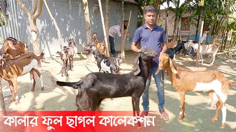 কালার ফুল ক্রস জাতের খামার উপযোগী ছাগল কিনুন জাকির ভাই এর কাছথেকে