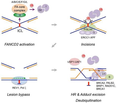 Overview Of The Fa Pathway A A Stalled Replication Fork At A Dna Icl