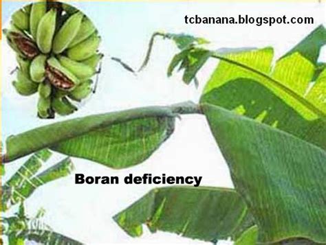 Boron (B) deficiency symptoms ~ Tissue Culture Banana