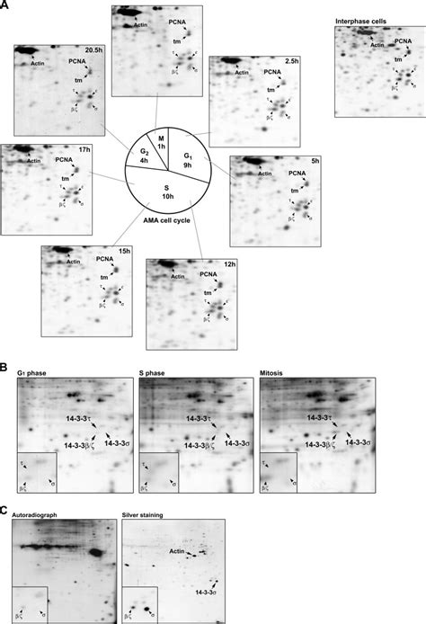 Two Dimensional Gel Electrophoresis Analysis Of Synchronous AMA Cell