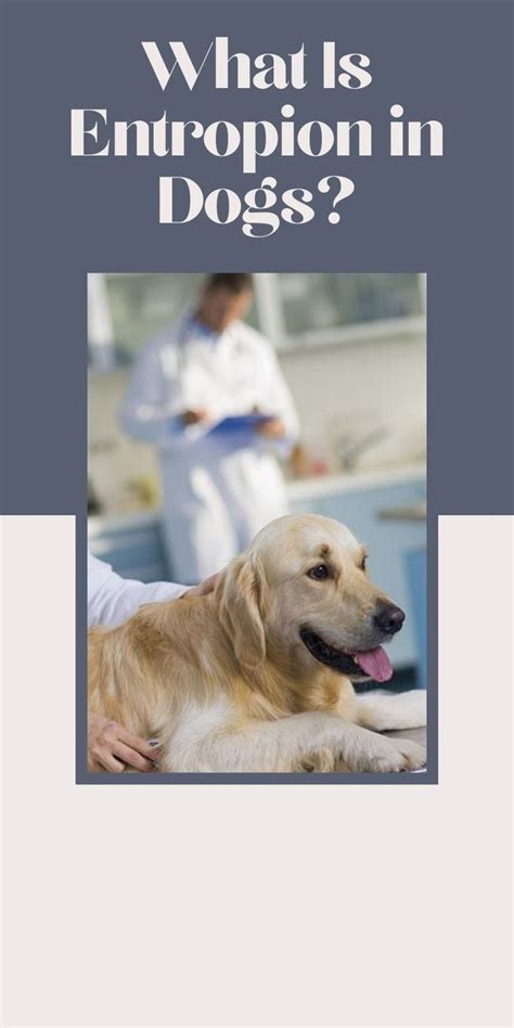 What Is Entropion in Dogs? | Dogs, Dog health tips, Dog health