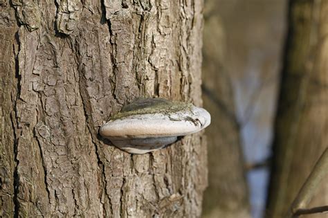 Arbre Aboyer Champignon Photo Gratuite Sur Pixabay Pixabay