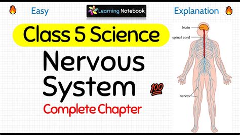 Class 5 Science Nervous System Youtube