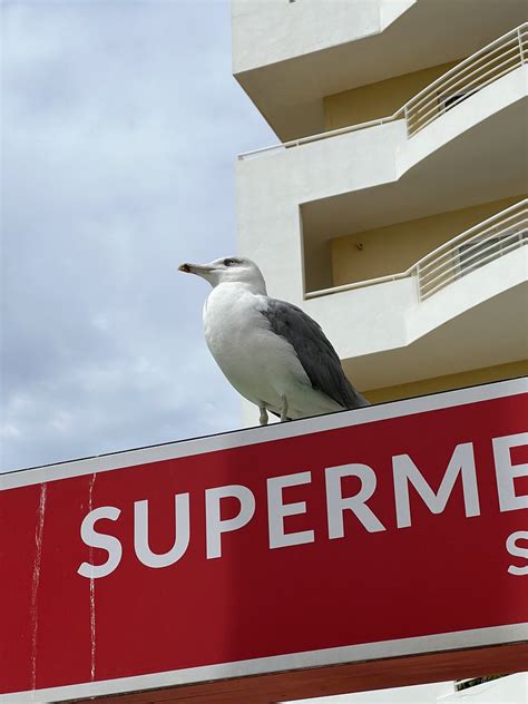 Seagull Firehouse Ie Flickr