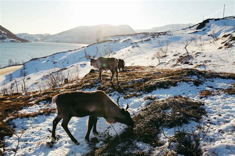 Norways Iconic Reindeer Face Challenges Beyond Climate Change New