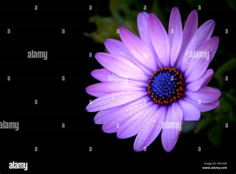 Violeta Africana en el jardín de Margarita Osteospermum ecklonis