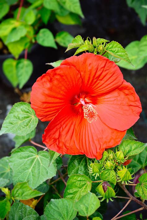 How to Grow Hardy Hibiscus—Even in Cold Climates – Garden Betty