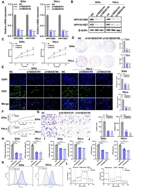 The Downregulation Of Hpv E E Suppresses The Proliferative