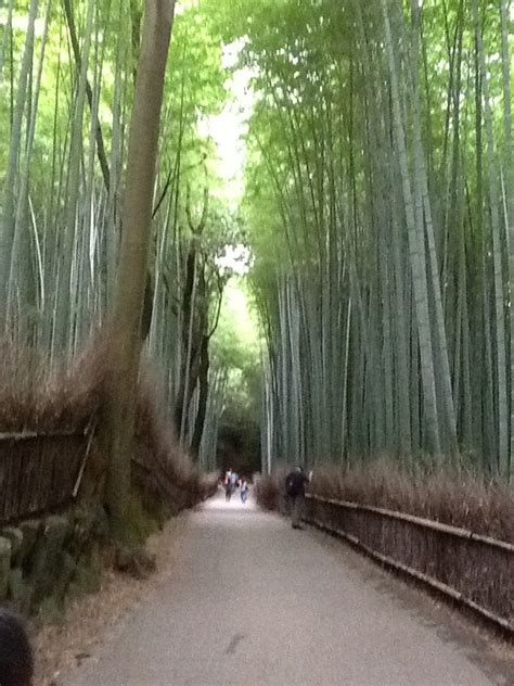 bamboo groves, Kyoto | Country roads, Travel, Tree