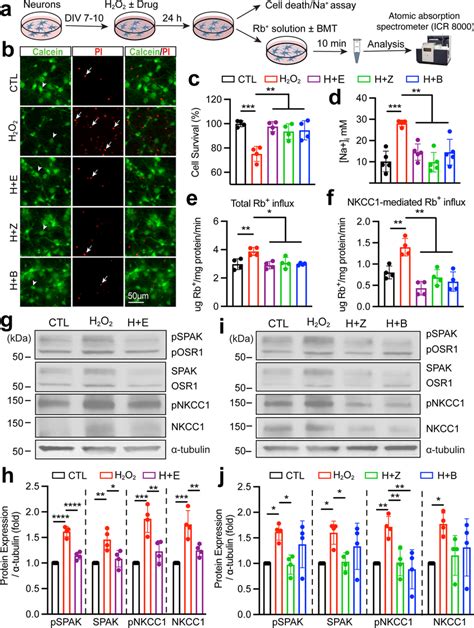 H O Mediated Activation Of Spaknkcc Cascade Mediated Na K Rb