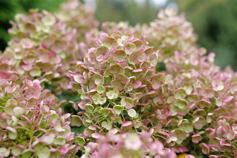 Tiny Quick Fire Panicle Hydrangea Secret Garden Shop