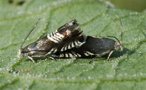 Réf 152752 INSECTA Lepidoptera Tortricidae Grapholita