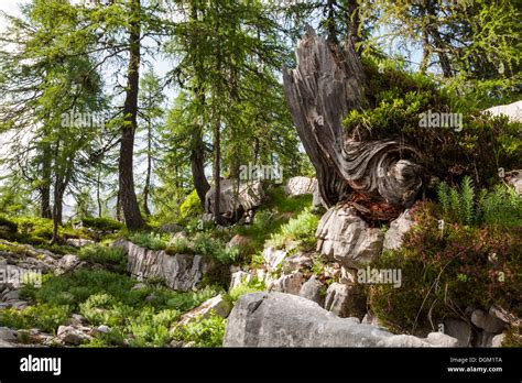 Primeval Forest In The Seven Lakes Valley Triglav National Park