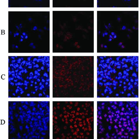 Confocal Images Of MCF 7 ADR Cells After Being Treated With A Free