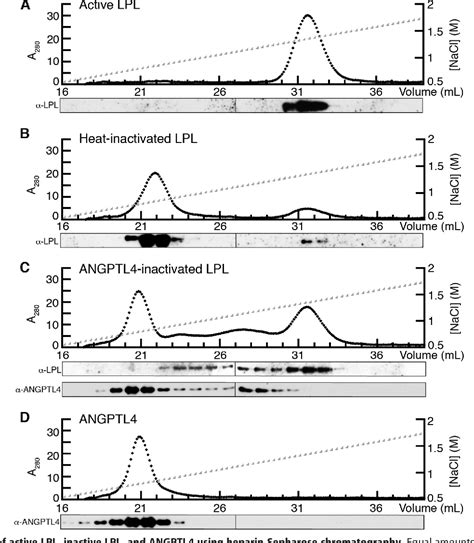 Figure 1 From Angiopoietin Like Protein 4 Inhibition Of Lipoprotein