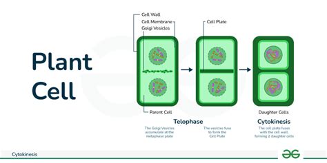 What is Cytokinesis? - Definition, Process & Importance - GeeksforGeeks