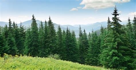 Some Interesting Facts About Pine Trees You Never Knew Caledon Treeland