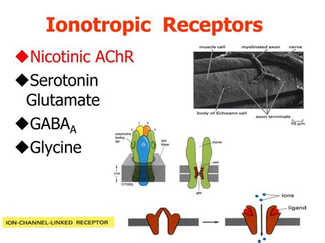 Ppt Neurotransmitters Neurotransmitter Receptors And Their Effects