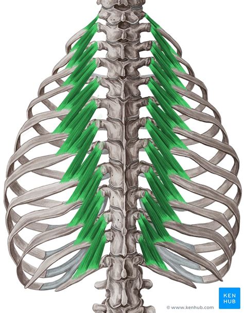 Anatomy Of Ribs And Muscles Ribs Anatomy Ligaments And Clinical