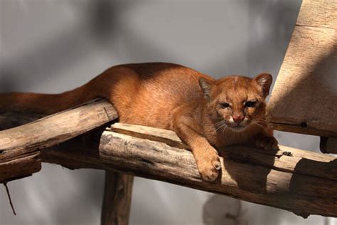 Jaguarundi | Jaguarundi Conservation