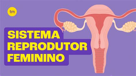 Sistema Reprodutor Feminino Resumo Toda Mat Ria Youtube