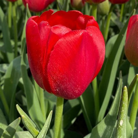 beautiful tulip colors    choose timetulips