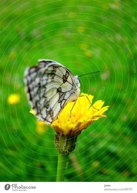 Tagfalter Schmetterling Ein Lizenzfreies Stock Foto Von Photocase