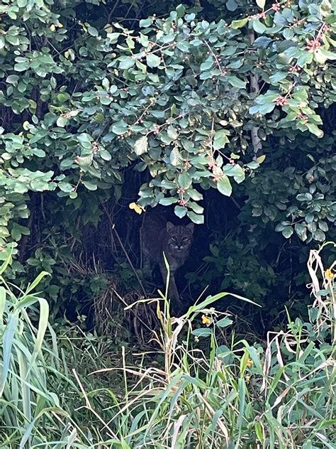 TOURISTS! Nova Scotia has Bobcats! : r/OakIslandDiscussion