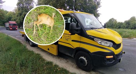 Zderzenie autolawety z koziołkiem sarny na al Kraśnickiej Zwierzę nie