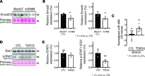 miR 486 modulates Stat1 levels by targeting Tgf β Smad signaling A