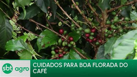 SBT AGRO 27 10 23 O sucesso da produção de café depende de cuidados