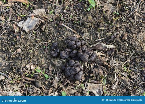 Wild Boar Poop Stock Image Image Of Poop Waste Nature 116457513