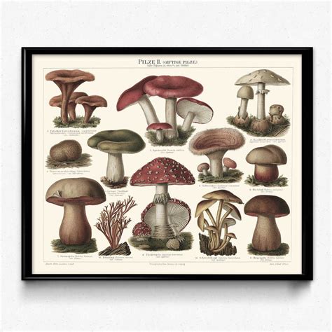 Mushroom Illustration Vintage Print 11 Mushroom Poster - Etsy in 2023 ...