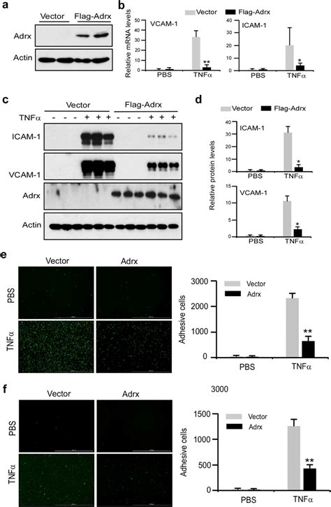 Overexpression Of Adrx Inhibited VCAM 1 And ICAM 1 Gene Expression And