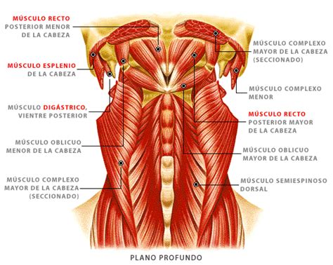 M Sculos Del Plano Profundo De La Cabeza Y Cuello Shoulder Muscle