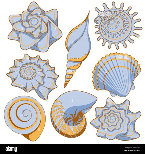 Set Of Colored Sea Shells Isolated Vector Objects On White Background