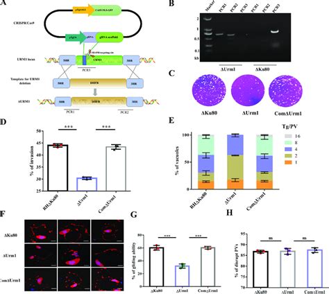 Characterization Of The Urm1 Deletion Strain A Schematic Diagram Of