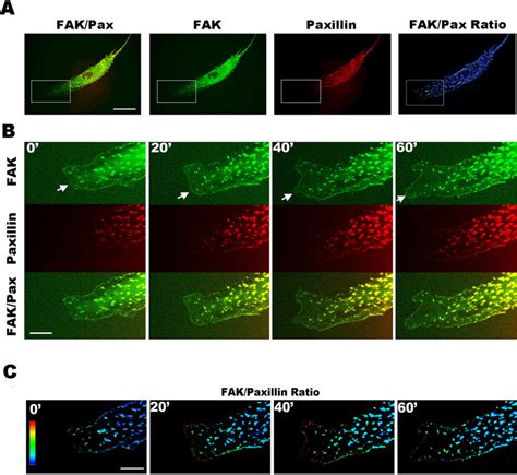 Dual Color Images Showing The Dynamic Motion Of Fak And Paxillin At The