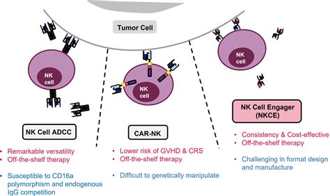 Frontiers Natural Killer Cell Engagers Nkces A New Frontier In Cancer Immunotherapy