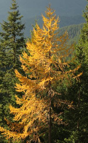 Northwest Conifer Connections: Fall Conifer Colors