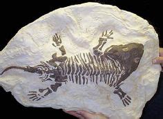 38 Amphibian fossils ideas | fossils, amphibians, palaeontology