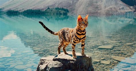 Meet Suki The Bengal Cat Whos Living Out Her Best Forest Dreams