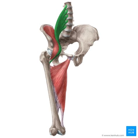 Iliopsoas Muscle Anatomy Function Supply Innervation Kenhub Images