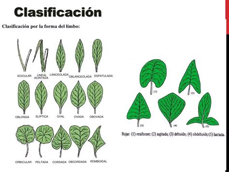 Anatomia Y Morfologia De La Hoja Pptx