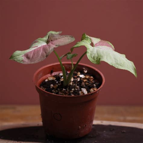 【一植一所】血斑合果芋 粉斑合果芋 Syngonium Podophyllum Pink Variegated 蝦皮購物