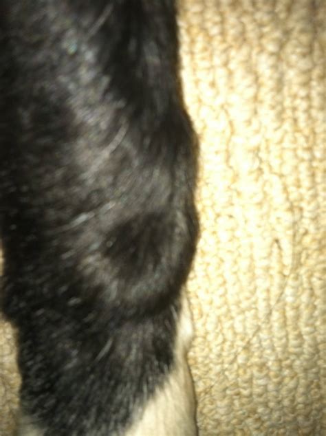 Sesamoid Bone Injury/Inflammation - Health and Genetics - BC Boards