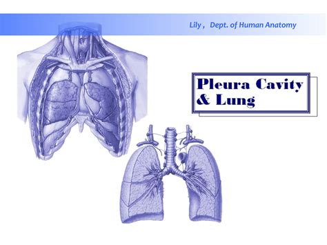 SOLUTION Pleura And Lung Studypool