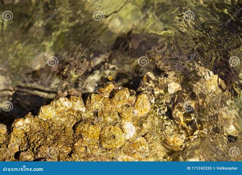 Balanus Balanomorpha is a Genus of Barnacles Stock Image - Image of ...